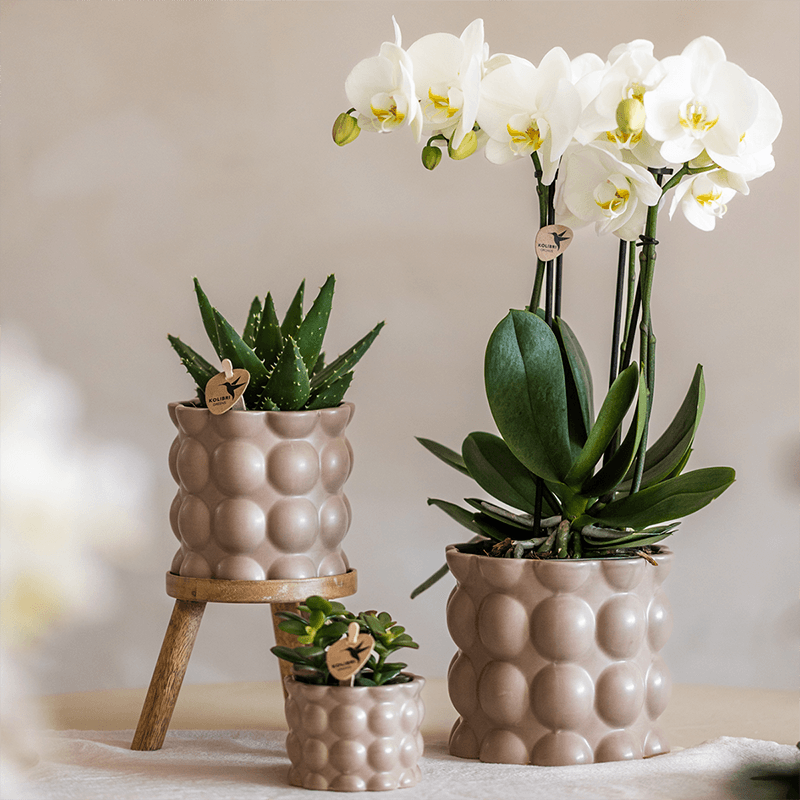 Kolibri Orchids | Pflanzenset Cotton Sand | Grüne Pflanzen mit Weißer Phalaenopsis-Orchidee Ghent in Keramischen Ziertöpfen 