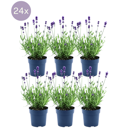 Echter Lavendel Felice – Lavandula angustifolia – Ø12 cm – 50 cm hoch – 24 Pflanzen – Winterhart – Duftend – Bienen & Schmetterlinge 