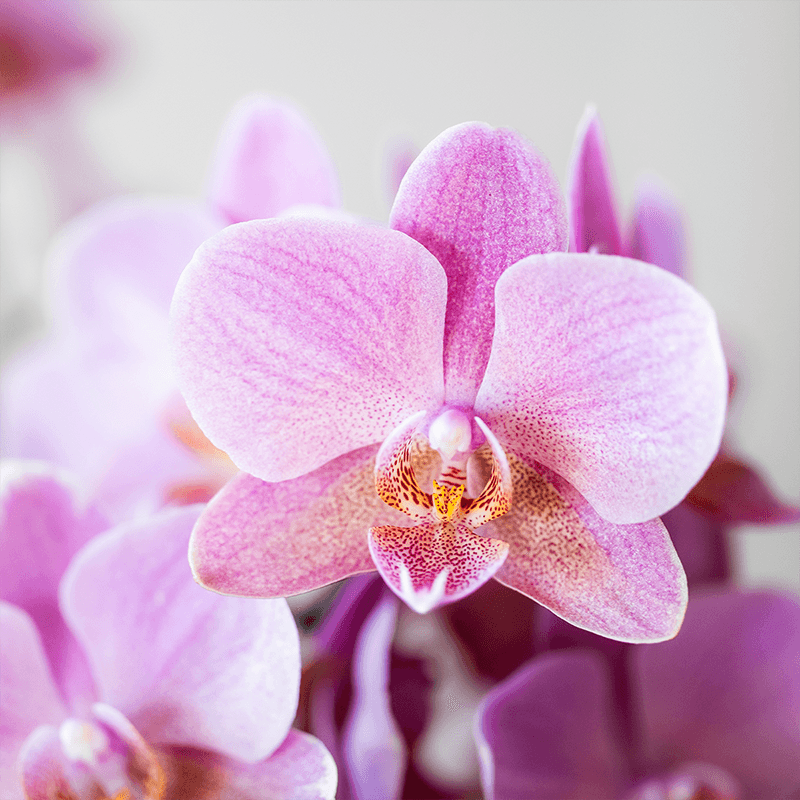 Kolibri Orchids | KOMBI-ANGEBOT mit 2 Phalaenopsis-Orchideen - Treviso - Topfgröße Ø9cm | Blühende Zimmerpflanze - Frisch vom Züchter 