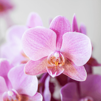 Kolibri Orchids | KOMBI-ANGEBOT mit 2 Phalaenopsis-Orchideen - Treviso - Topfgröße Ø9cm | Blühende Zimmerpflanze - Frisch vom Züchter 