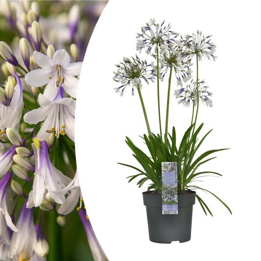 Agapanthus Fireworks Ø23cm