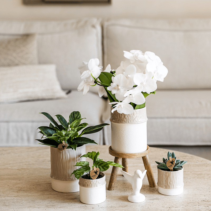 Kolibri Company | Bamboo Weiß Pflanzenset | Weiße Amabilis Orchidee Ø9cm + Grünpflanze inkl. Keramik‑Übertöpfe 