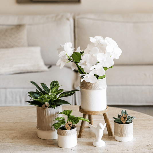Kolibri Company | Bamboo Weiß Pflanzenset | Weiße Amabilis Orchidee Ø9cm + Grünpflanze inkl. Keramik‑Übertöpfe 