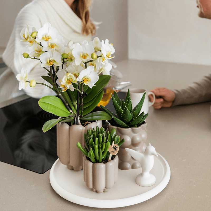Kolibri Orchids | Geschenkset Slow Living | Grüne Pflanzen mit Weißer Phalaenopsis Orchidee Lausanne in Beigen Keramiktöpfen auf Weißem Tablett 
