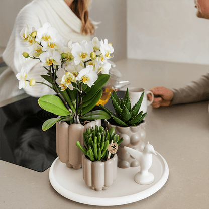 Kolibri Orchids | Geschenkset Slow Living | Grüne Pflanzen mit Weißer Phalaenopsis Orchidee Lausanne in Beigen Keramiktöpfen auf Weißem Tablett 