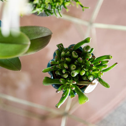 Kolibri Greens | set van 4 groene planten potmaat Ø6cm | groene kamerplant - vers van de kweker 