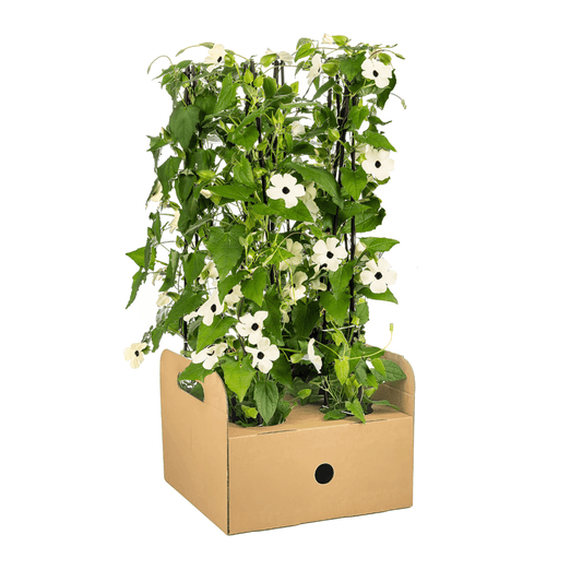 Schwarzäugige Susanne - Thunbergia alata Sunny Susy White - Ø13 cm - ↕60 cm - 4 Pflanzen 
