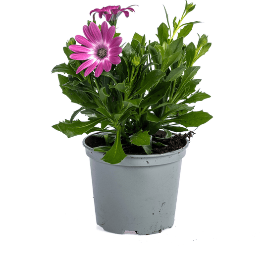 Kapmargerite - Osteospermum ecklonis Pink - Ø12 cm - ↕20 cm - 8 Pflanzen 