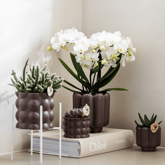 Kolibri Orchids | Weiße Phalaenopsis-Orchidee Topfgröße Ø9cm | Zürich | Blühende Zimmerpflanze – Frisch vom Züchter 