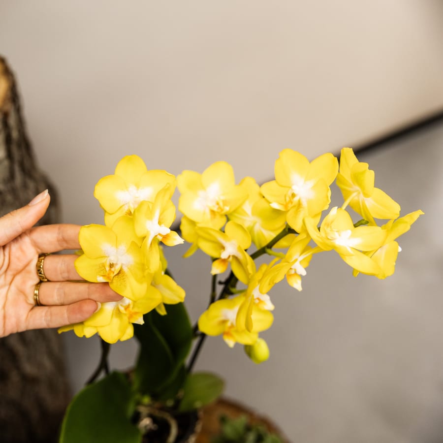 Kolibri Company | Pflanzenset Poppy White Yellow | Gelbe Albenga Orchidee inkl. 2x Poppy White Keramikübertöpfe – Topfgröße Ø9 cm 