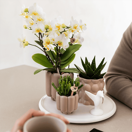 Kolibri Orchids | Geschenkset Slow Living | Grüne Pflanzen mit Weißer Phalaenopsis Orchidee Lausanne in Beigen Keramiktöpfen auf Weißem Tablett 
