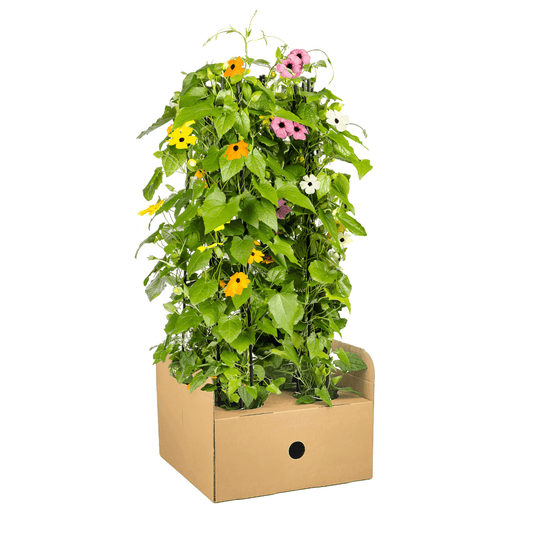 Schwarzäugige Susanne - Thunbergia alata Sunny Susy Mix Ø13 cm - ↕60 cm - 4 Pflanzen 