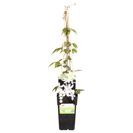 Waldrebe - Clematis Montana 'Grandiflora' – Weiße Blüten – Duftende Kletterpflanze – Ca. 65 cm hoch – Ø15 cm – Frühjahrsblüher – Schnellwachsend & winterhart 