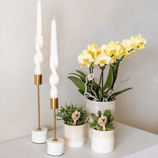 Kolibri Home | Tree Übertopf - Travertine - Ø6cm 