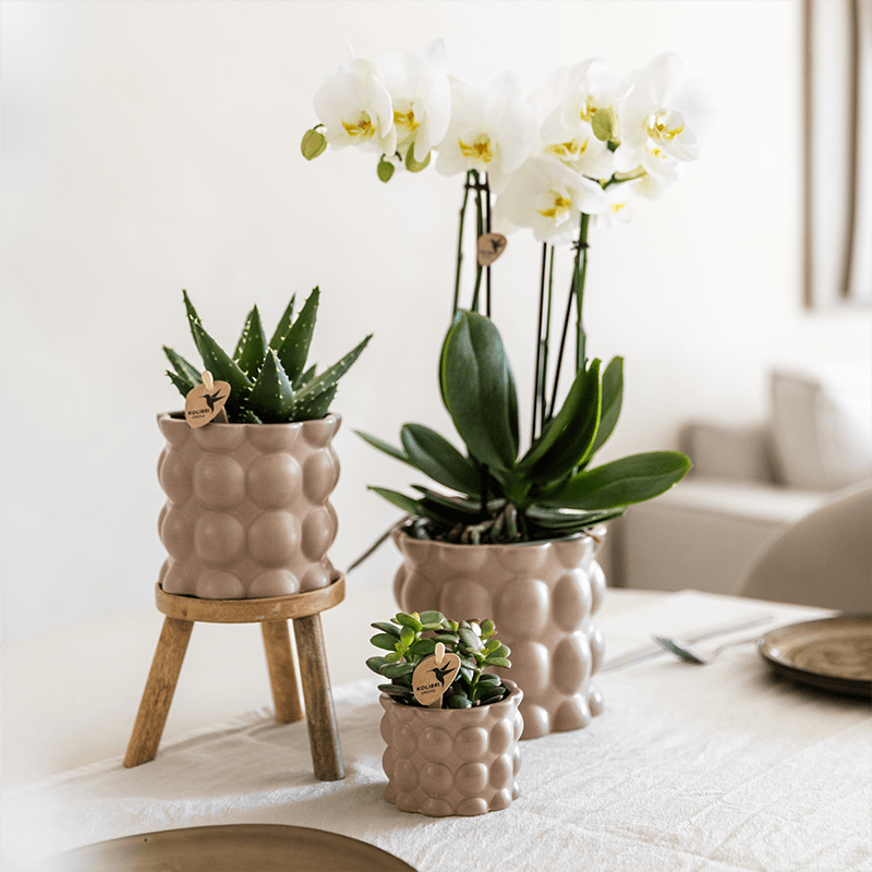Kolibri Orchids | Pflanzenset Cotton Sand | Grüne Pflanzen mit Weißer Phalaenopsis-Orchidee Ghent in Keramischen Ziertöpfen 