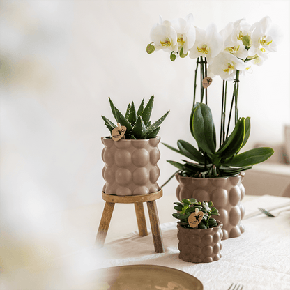 Kolibri Orchids | Pflanzenset Cotton Sand | Grüne Pflanzen mit Weißer Phalaenopsis-Orchidee Ghent in Keramischen Ziertöpfen 
