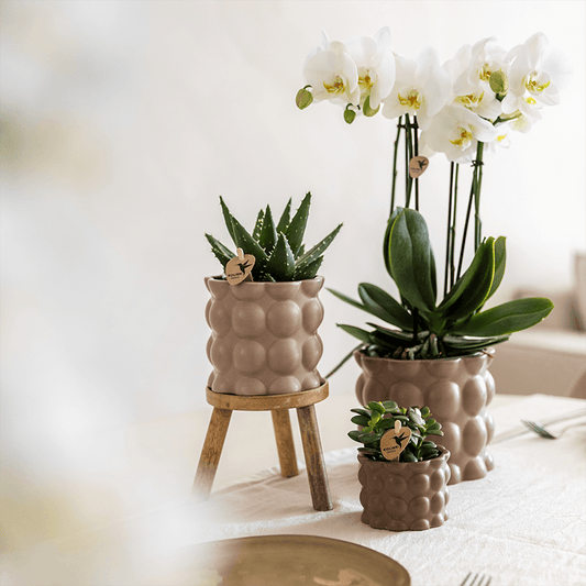 Kolibri Orchids | Pflanzenset Cotton Sand | Grüne Pflanzen mit Weißer Phalaenopsis-Orchidee Ghent in Keramischen Ziertöpfen 