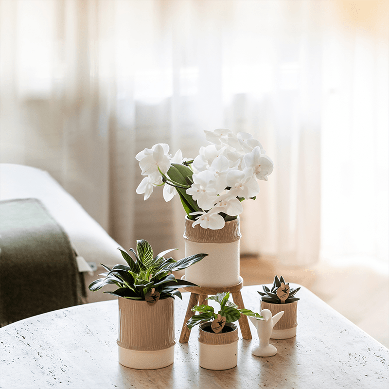 Kolibri Company | Bamboo Weiß Pflanzenset | Weiße Amabilis Orchidee Ø9cm + Grünpflanze inkl. Keramik‑Übertöpfe 