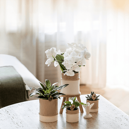 Kolibri Company | Bamboo Weiß Pflanzenset | Weiße Amabilis Orchidee Ø9cm + Grünpflanze inkl. Keramik‑Übertöpfe 
