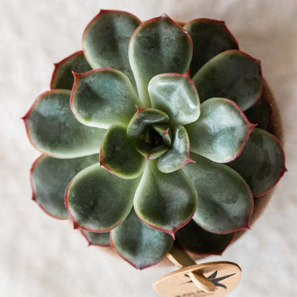 Kolibri Greens | set van 4 groene planten potmaat Ø6cm | groene kamerplant - vers van de kweker 