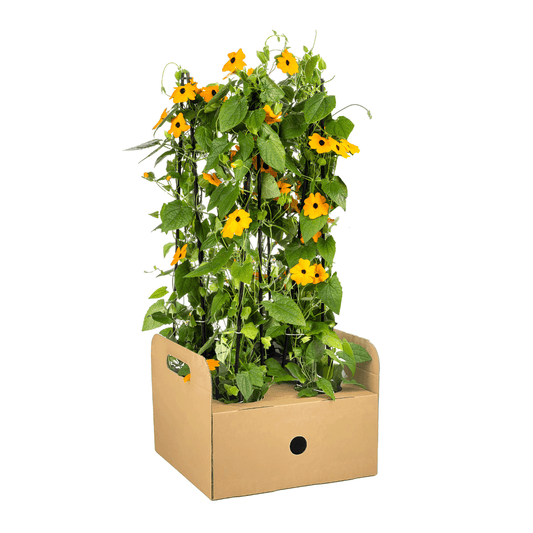 Schwarzäugige Susanne - Thunbergia alata Sunny Susy New Orange - Ø13 cm - ↕60 cm - 4 Pflanzen - Balkon & Terrasse 