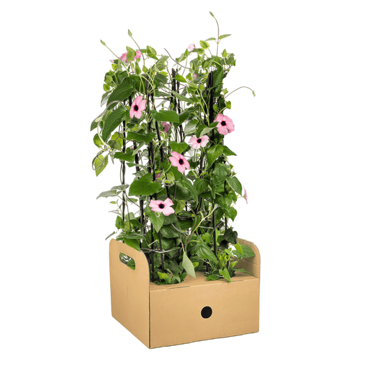 Schwarzäugige Susanne - Thunbergia alata Sunny Susy Rose Sensation - Ø13 cm - ↕60 cm - 4 Pflanzen 