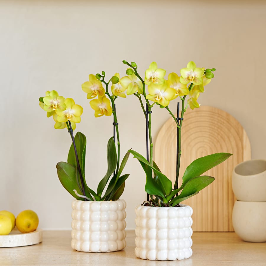 Kolibri Company | Pflanzenset Poppy White Yellow | Gelbe Albenga Orchidee inkl. 2x Poppy White Keramikübertöpfe – Topfgröße Ø9 cm 
