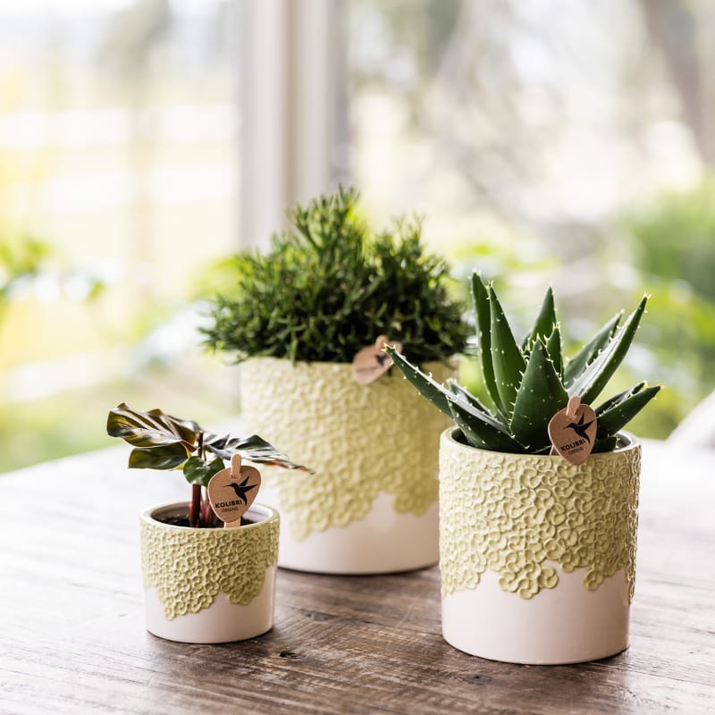 Kolibri Greens | set van 4 groene planten potmaat Ø6cm | groene kamerplant - vers van de kweker 