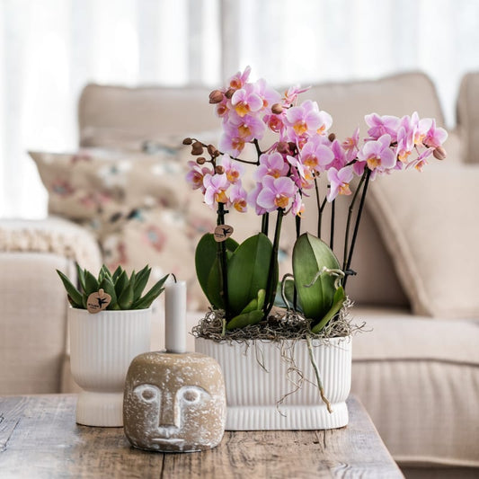 Kolibri Orchids | Rosé Orchideen‑Set im Diabolo Twin Pink Übertopf | zwei altrosa Treviso Orchideen Ø9cm 