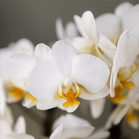 Kolibri Orchids | Pflanzengeschenk viel Glück | Lausanne-Orchidee mit Topf, Karte & Geschenktasche 