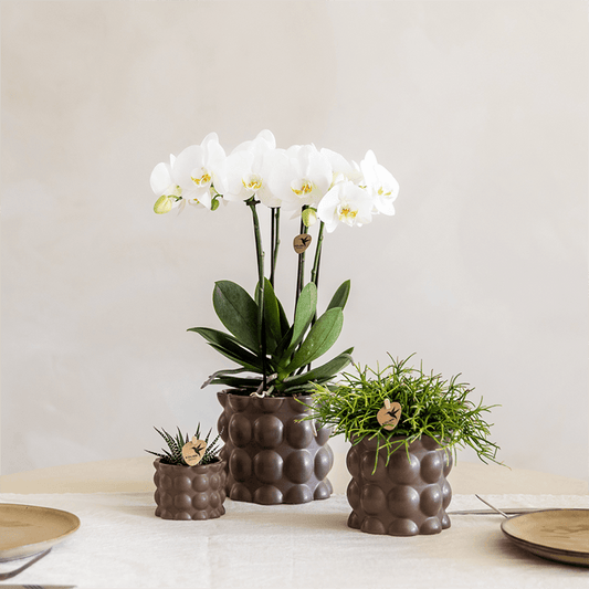 Kolibri Orchids | Pflanzenset Cotton Braun | Grüne Pflanzen mit Weißer Phalaenopsis-Orchidee Ghent in Keramischen Ziertöpfen 