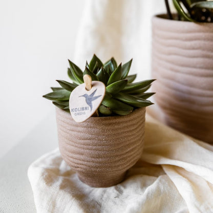 Kolibri Greens | set van 4 groene planten potmaat Ø6cm | groene kamerplant - vers van de kweker 
