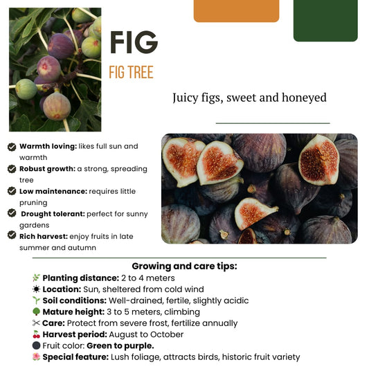 Bio Feigenbaum – Ficus carica – Ø13 cm x H20 cm – 3 Pflanzen – Selbst Früchte ziehen – Mediterranes Gartenhighlight – Frostbeständig & Pflegeleicht 