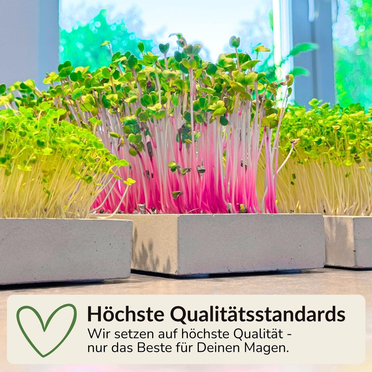 Microgreens Mini-Set 