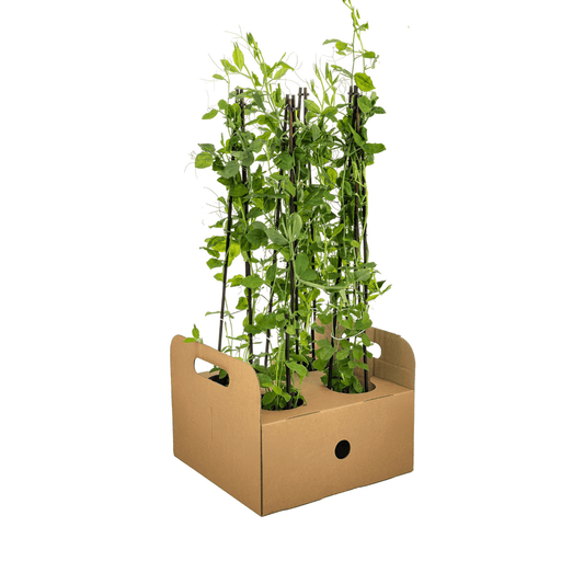 Duftende Platterbse - Lathyrus odoratus - Ø13 cm - ↕60 cm - 4 Pflanzen 