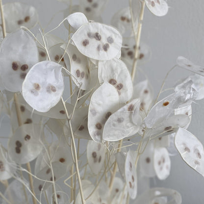 Lunaria: zartes Schimmern für Dein individuelles Trockenblumen-Arrangement 