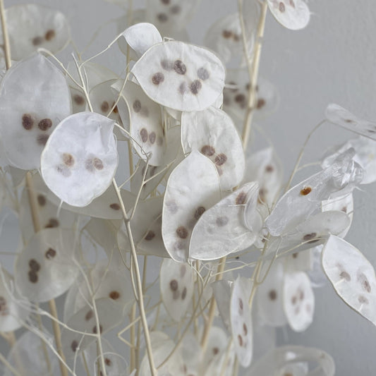 Lunaria: zartes Schimmern für Dein individuelles Trockenblumen-Arrangement 