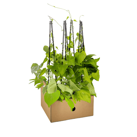 Himmelblaue Prunkwinde - Ipomoea tricolor Heavenly Blue - Ø13 cm - ↕60 cm - 4 Pflanzen 