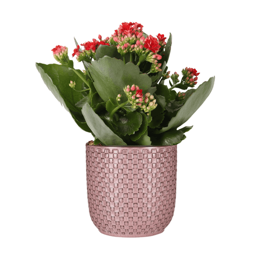 Flammendes Käthchen – Kalanchoe Rosalina Don Justino Rot – Zimmerpflanze mit roten, gefüllten Blüten – Inklusive rosafarbener Relief-Pflanztopf – Pflegeleicht & langblühend – Ø Topf 12 cm 