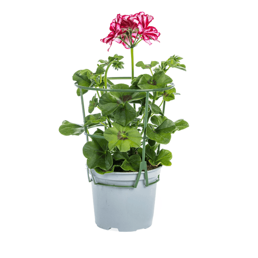Geranie - Pelargonium peltatum Mexican Ruby - Ø12 cm - ↕20 cm - 8 Stück 