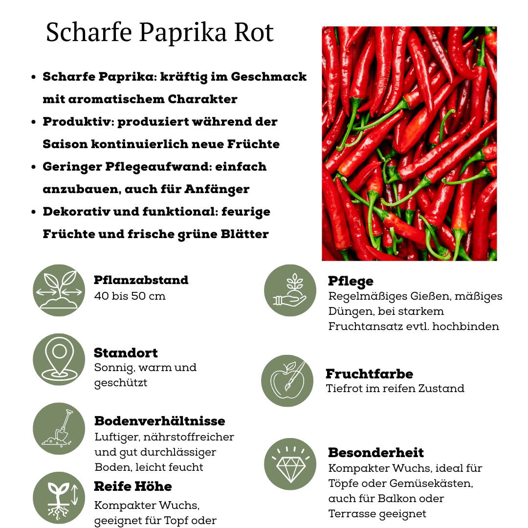 Rote Paprikapflanze - Capsicum annuum - Spanischer Pfeffer - Ø14cm - ↨45cm 