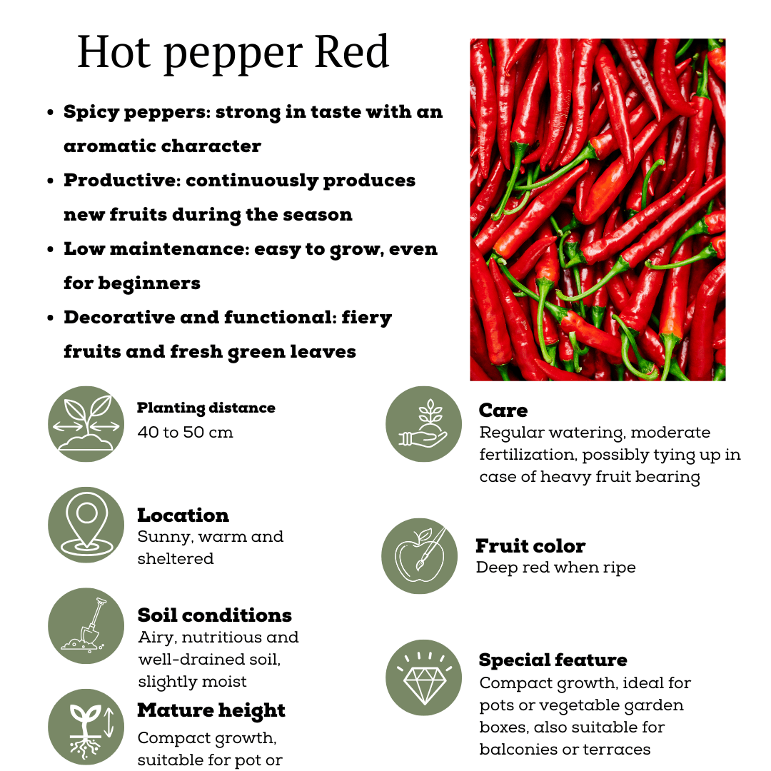 Rote Paprikapflanze - Capsicum annuum - Spanischer Pfeffer - Ø14cm - ↨45cm 