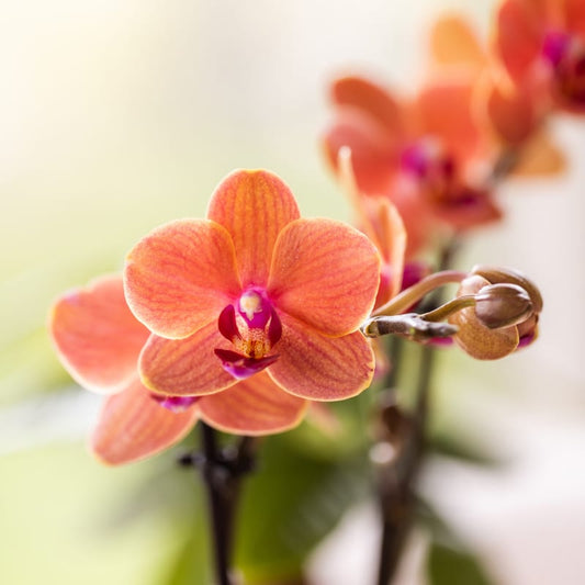 Kolibri Orchids | Orchideen‑Set Diabolo Twin White | zwei orange Bolzano Orchideen Ø9cm 