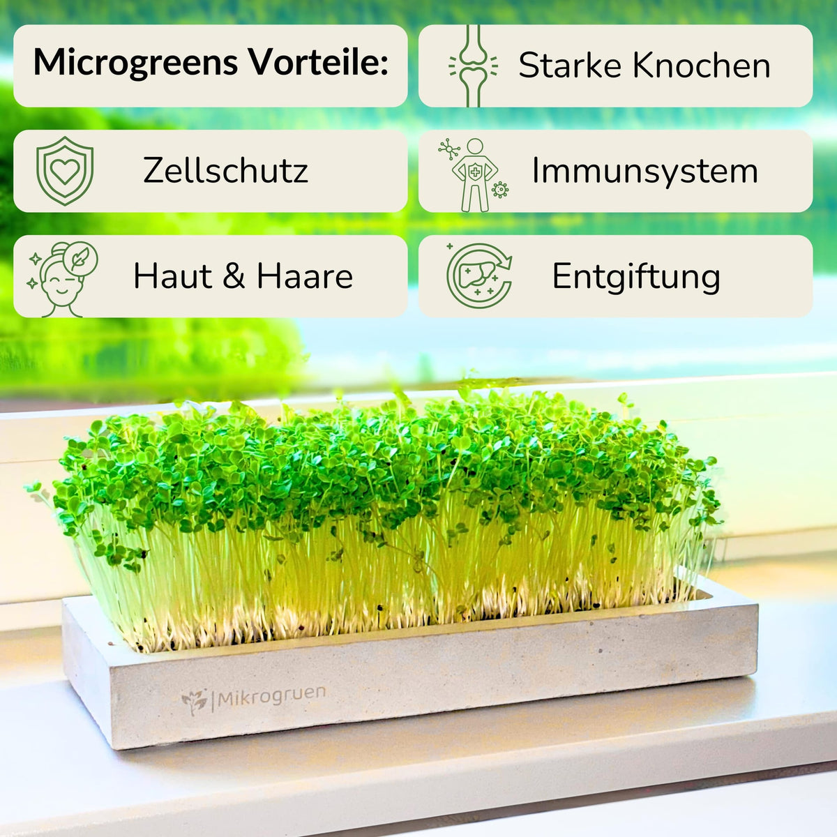 Microgreens Starter-Set 