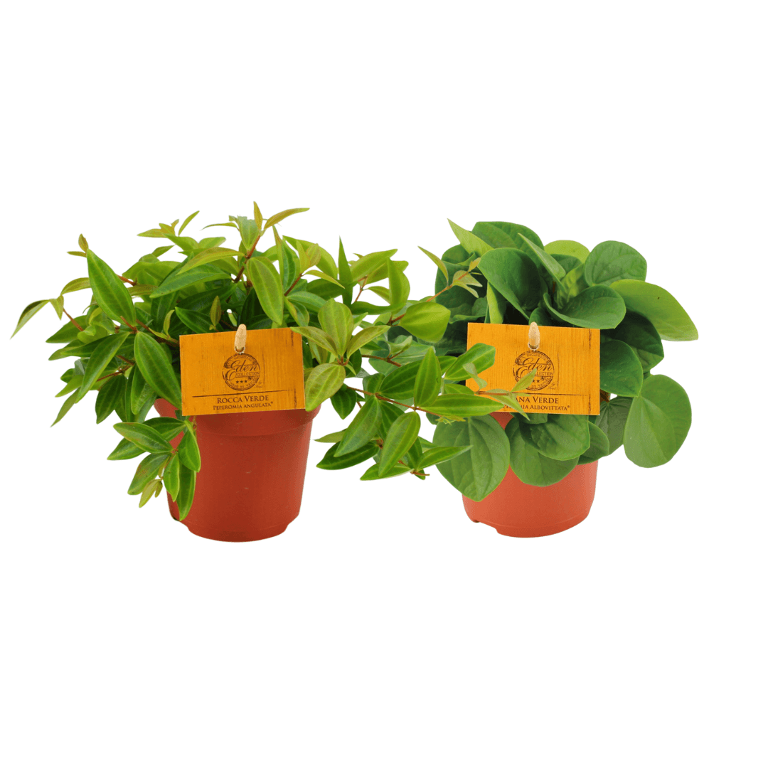 Peperomia Duo – 2er-Set Sukkulente – Ø10,5cm – 15cm hoch – Zimmerpflanze mit dekorativem Laub – Pflegeleicht & kompakt – Ideal für Fensterbank & Büro 