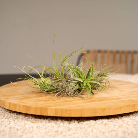 Tillandsia Air Mix – 20 Stück Luftpflanzen – Ø6cm – ca. 6cm hoch – Pflegeleichte Tillandsien-Mischung – Erdlos & dekorativ – Für kreative Wohnideen 