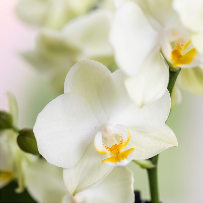 Kolibri Orchids | Bloom Sand Geschenkset | Weiße Lausanne Orchidee Ø9cm + Grünpflanze Ø6cm – inkl. Übertöpfe & weißem Tablett – frisch vom Züchter 