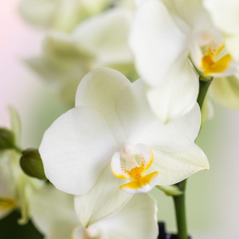 Kolibri Orchids | Diabolo Twin White | zwei weiße Lausanne Orchideen Ø9cm 