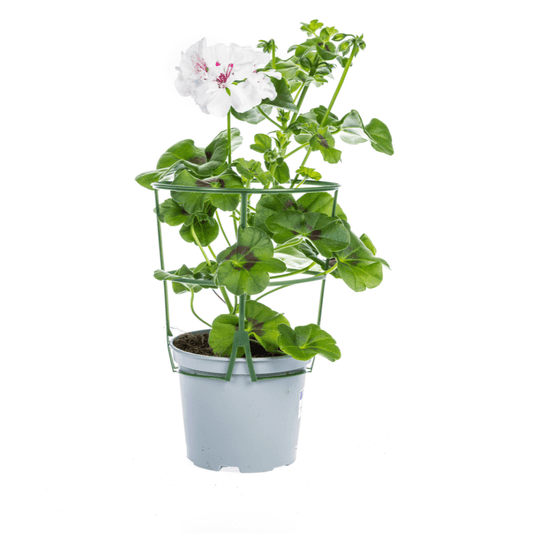 Hänge-Geranie - Pelargonium peltatum Weiß - Ø12 cm - ↕20 cm - 8 Pflanzen 