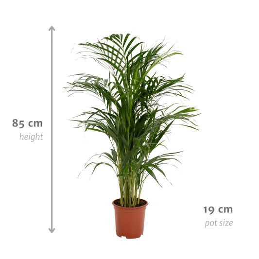 Areca-Palme - Ø17cm - ↕70cm 